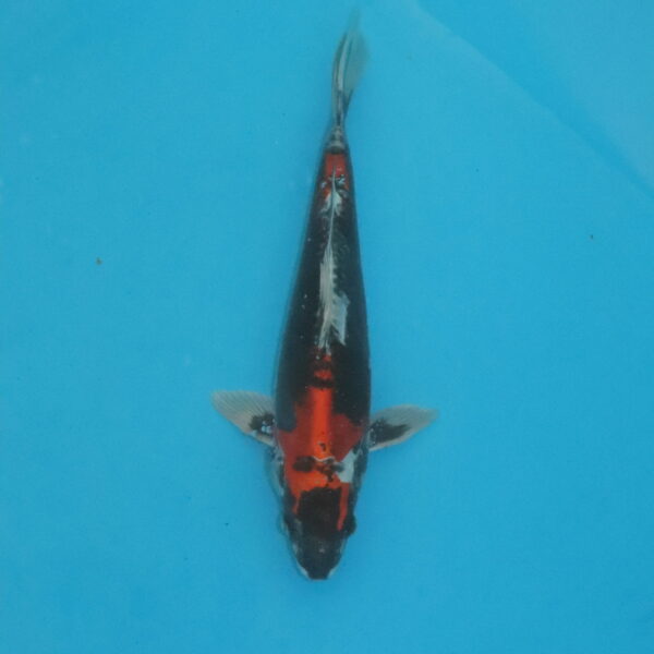 Carpe koi Beni Kikokuryu 34cm