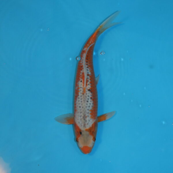 Carpe koi Asagi 35cm
