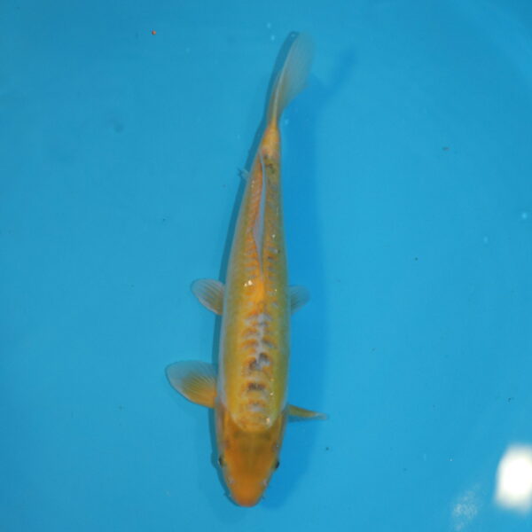 Carpe koi Ayawakaba 36 cm