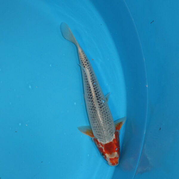 Carpe koi Asagi 35cm