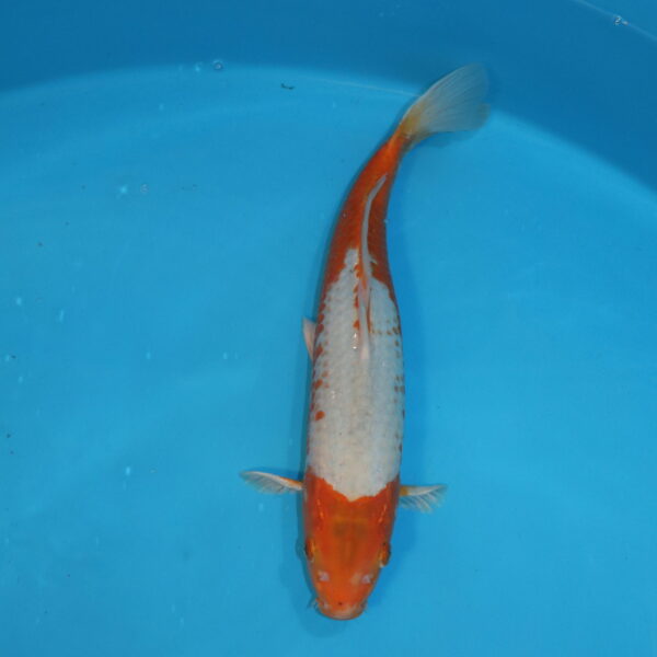 Carpe koi Asagi 40cm