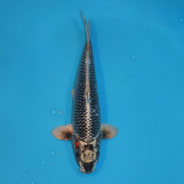 Carpe koi Beni Kikokuryu 41cm
