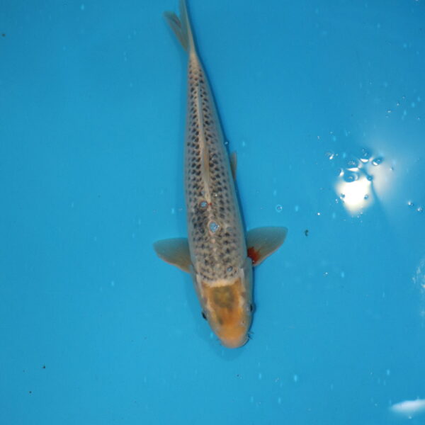 Carpe koi Asagi 36cm