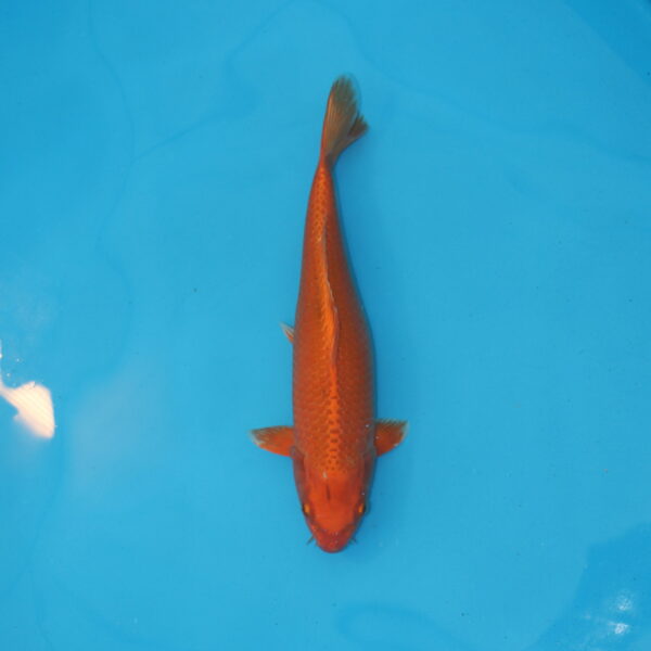 Carpe koi Oranji Ogon 35cm