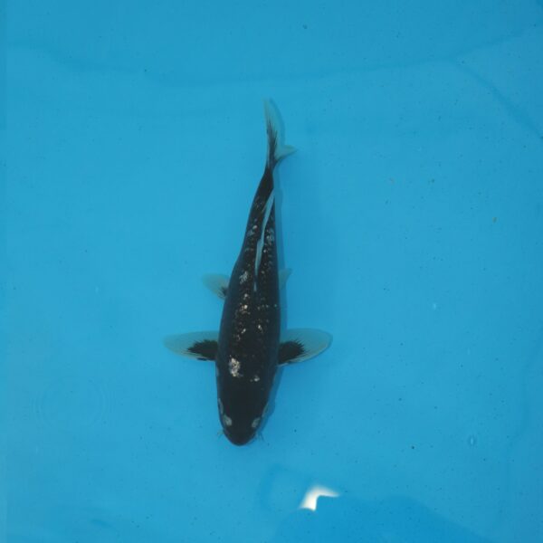 Carpe koi Matsukawabake Ginrin 26cm
