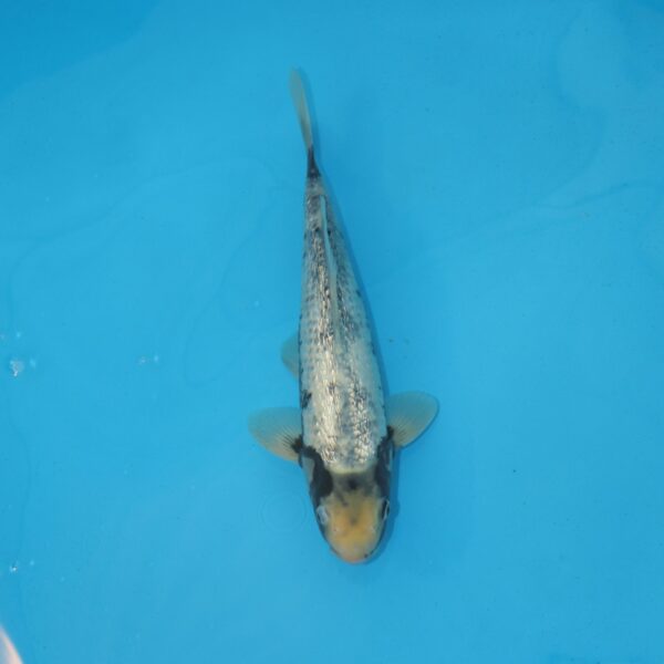 Carpe koi Matsukawabake Ginrin 39cm