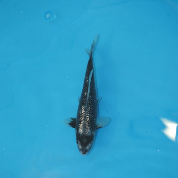 Carpe koi Matsukawabake 27cm