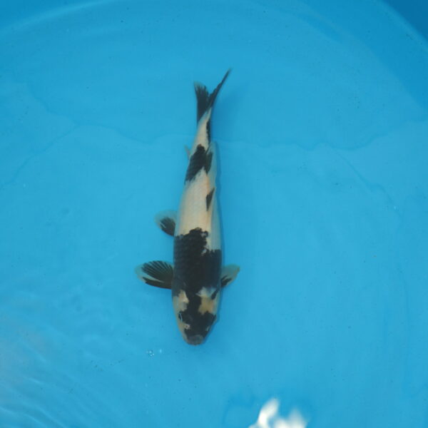 Carpe koi Shiro Utsuri 36 cm