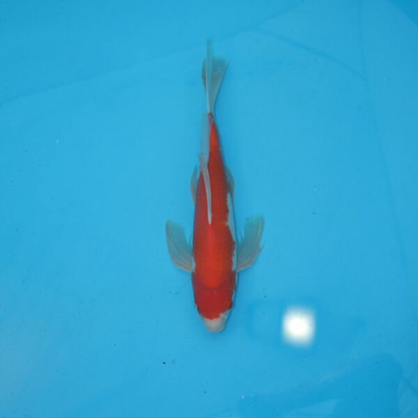 Carpe koi Kohaku Voile 40cm