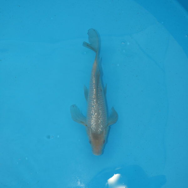 Carpe koi Sharagoi Ginrin Voile 31cm