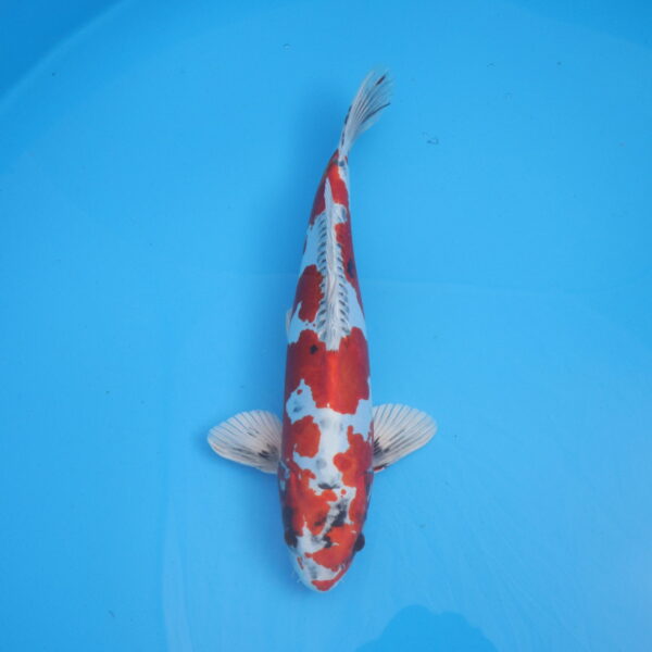 Carpe koi Beni Kikokuryu 45 cm