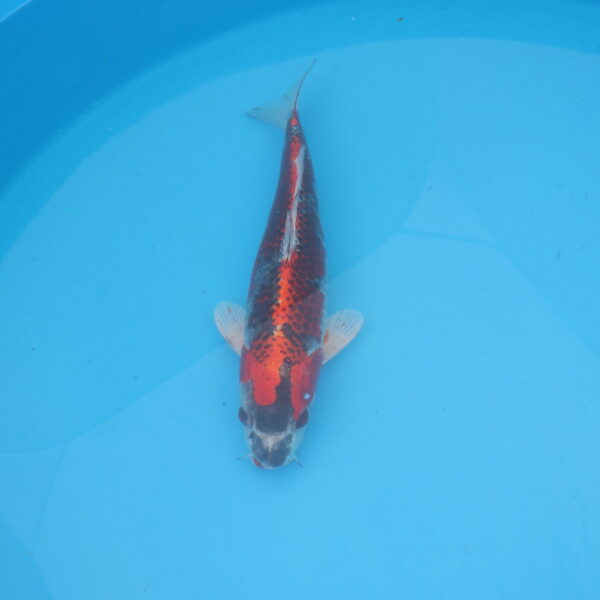Carpe koi Beni Ginga 42cm