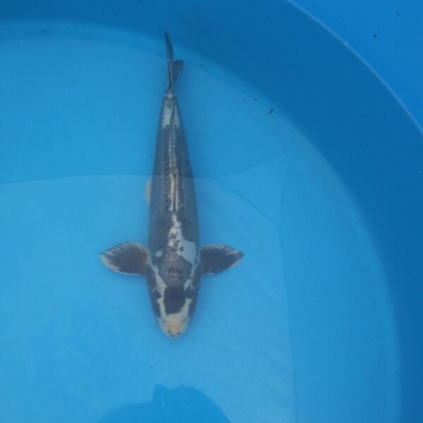 Carpe koi Beni Kikokuryu 40cm