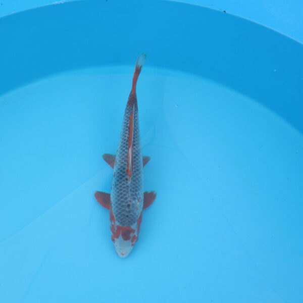 Carpe koi Asagi 39cm