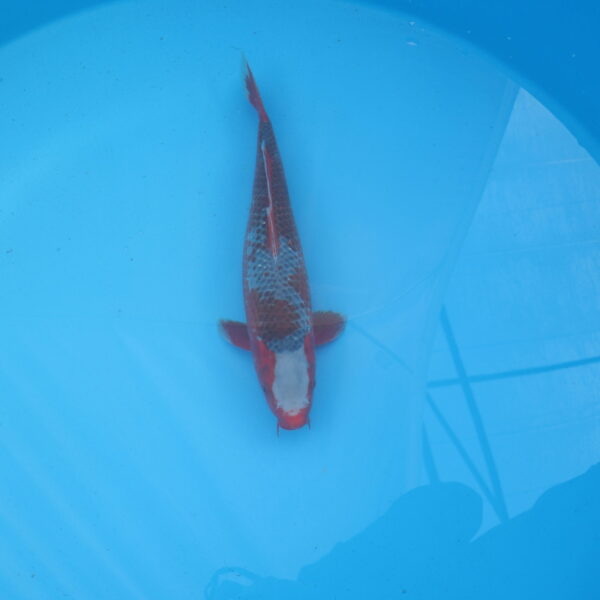 Carpe koi Asagi 42cm