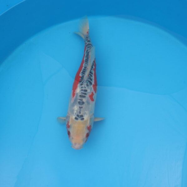 Carpe koi Shusui 55cm