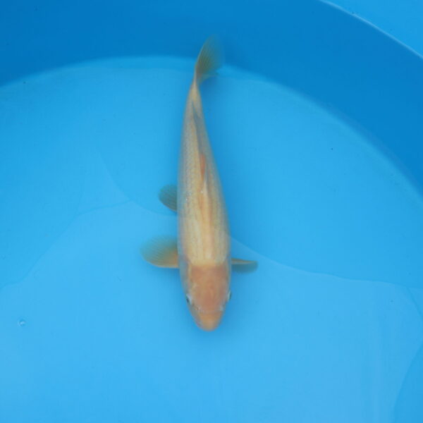 Carpe koi Shiro Muji 45cm
