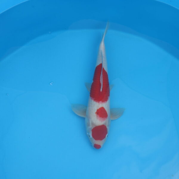 Carpe koi Kohaku 49cm