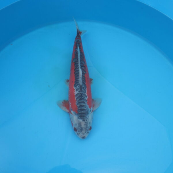Carpe koi Shusui 53cm