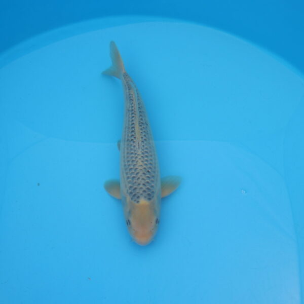 Carpe koi Asagi 47cm