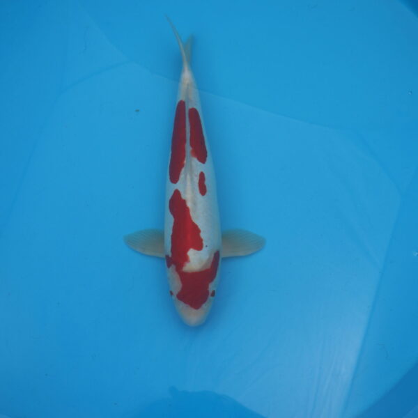 Carpe koi Kohaku Doitsu 46cm