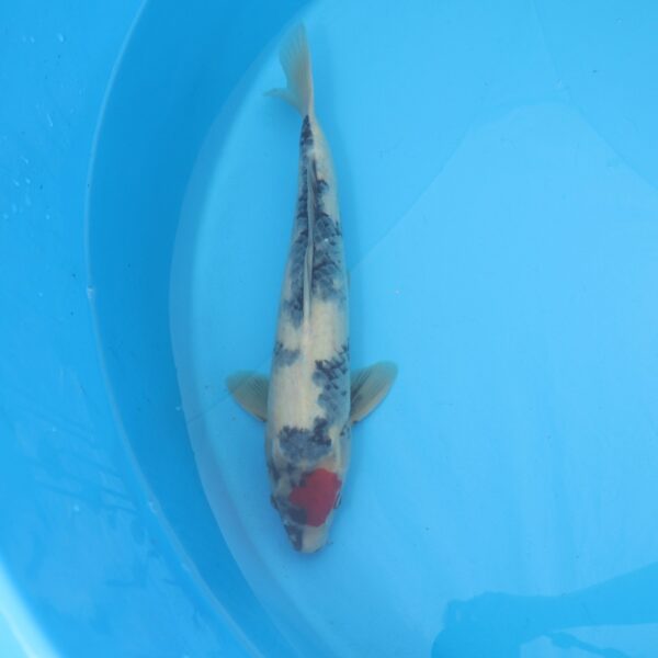 Carpe koi Tancho Showa 49cm