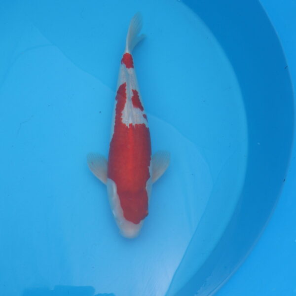 Carpe koi Kohaku 51cm