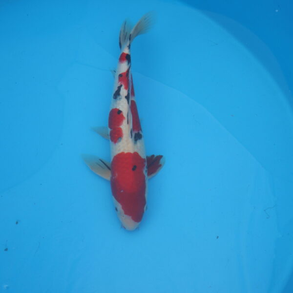 Carpe koi Sanke 48cm