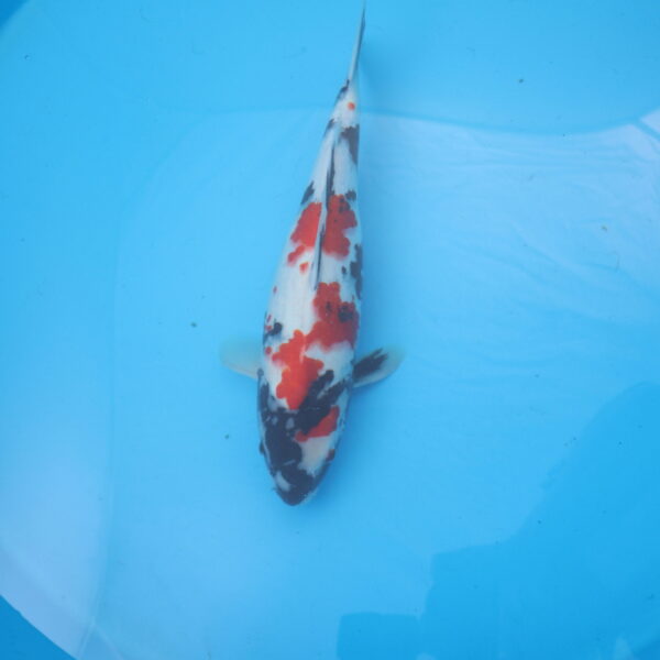 Carpe koi Showa 49cm