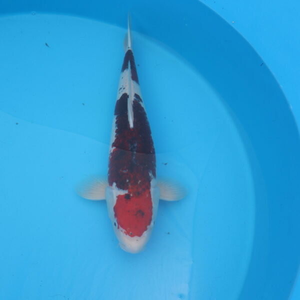 Carpe koi Budo Goromo 60cm