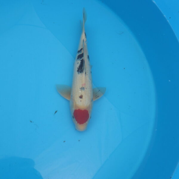 Carpe koi Tancho Sanke 45cm