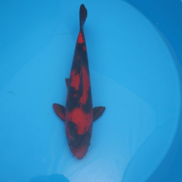 Carpe koi Hi Utsuri 54cm