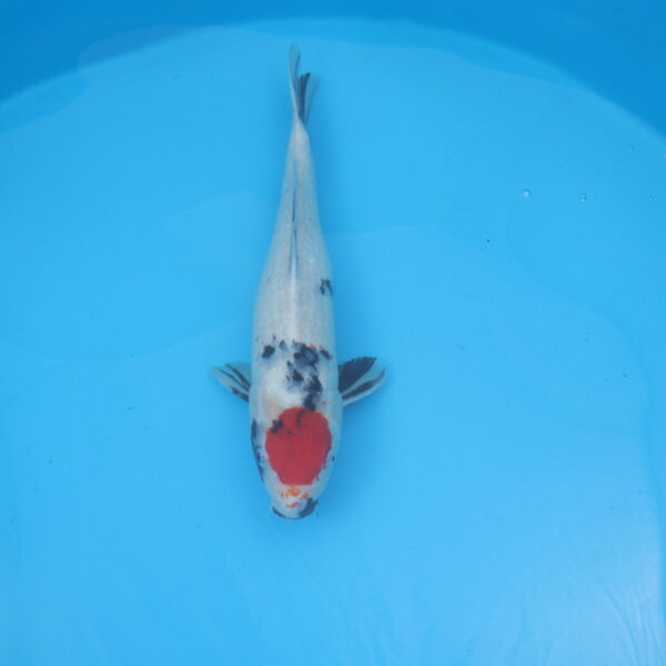 Carpe koi Tancho Showa 49cm