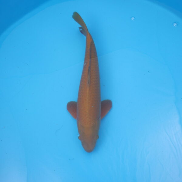 Carpe koi Chagoi 53cm