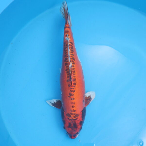 Carpe koi Beni Kikokuryu 65cm