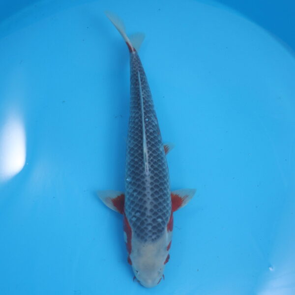 Carpe koi Asagi 62cm