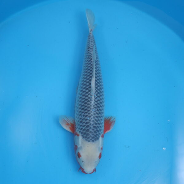Carpe koi Asagi 58cm