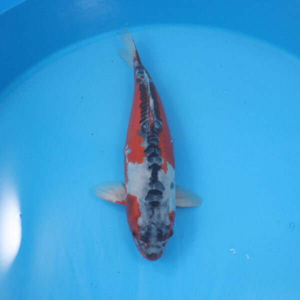 Carpe koi Shusui 56cm