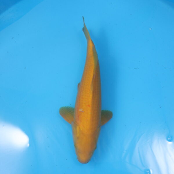 Carpe koi Karashigoi 46cm