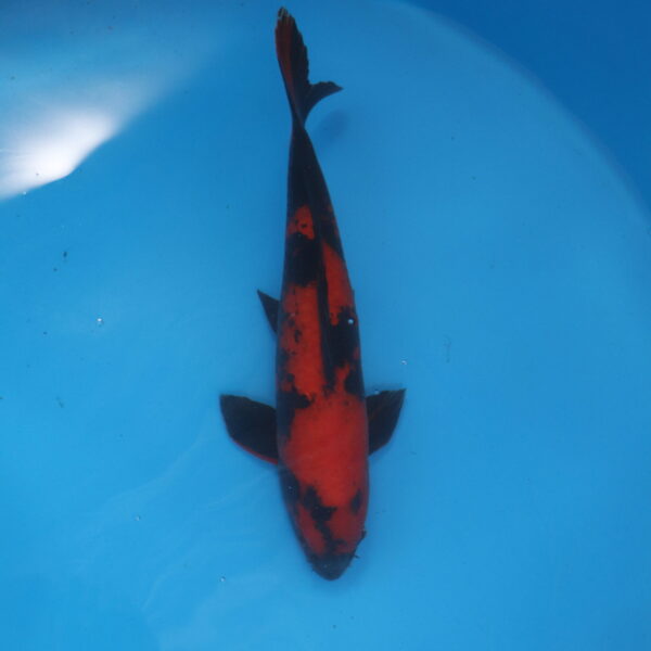Carpe koi Hi Utsuri 51cm
