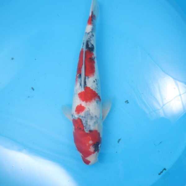 Carpe koi Showa 63cm