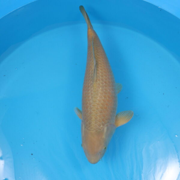 Carpe koi Chagoi 65cm