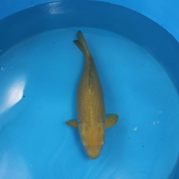 Carpe koi Chagoi 64cm
