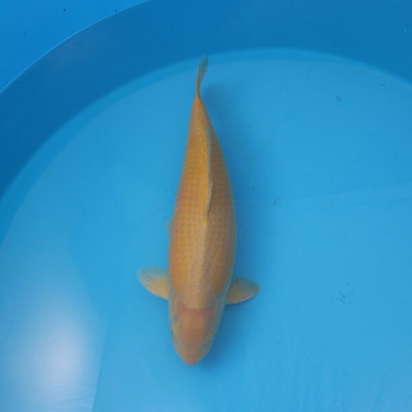 Carpe koi Karashigoi 56cm