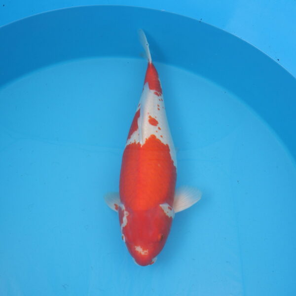 Carpe koi Kohaku 64cm