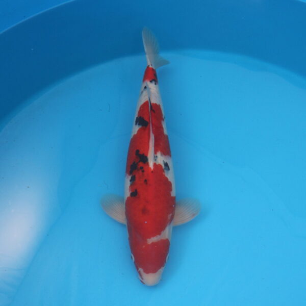 Carpe koi Sanke 48cm