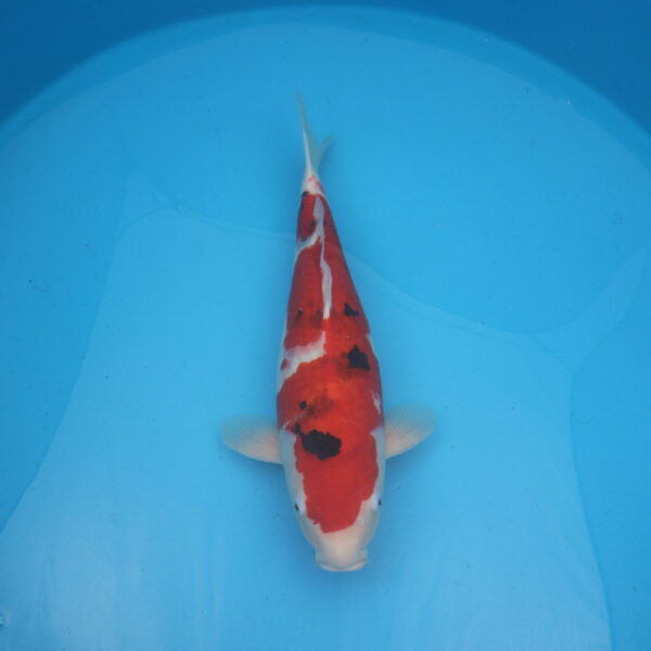 Carpe koi Sanke 52cm