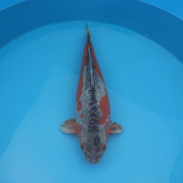Carpe koi Shusui 60cm