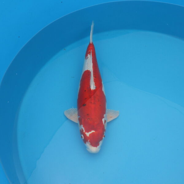 Carpe koi Kikusui 57cm