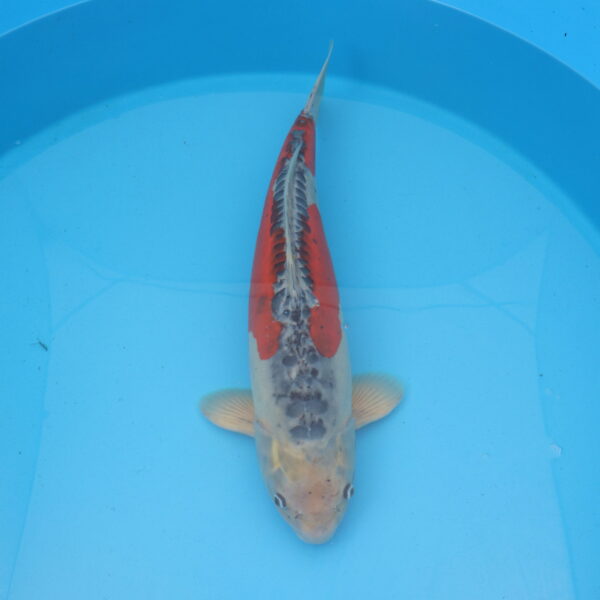 Carpe koi Shusui 63cm